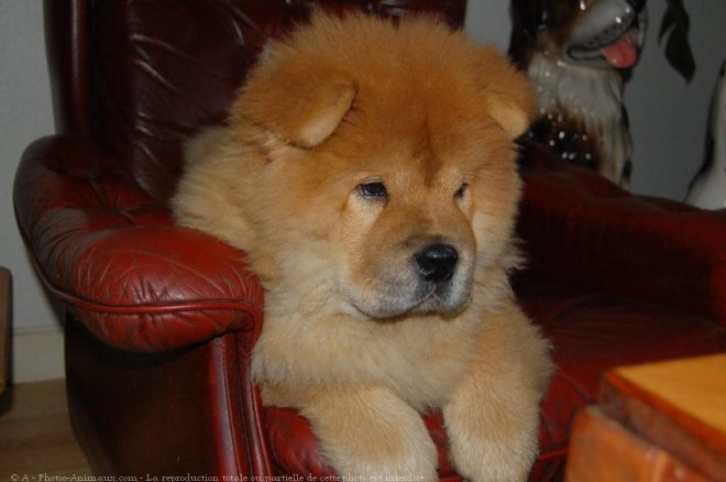 Photo de Chow chow