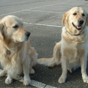 Photo de Golden retriever