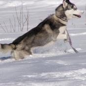 Photo de Husky siberien