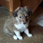 Photo de Chien de berger des shetland