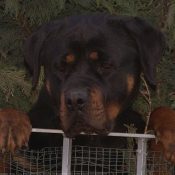 Photo de Rottweiler