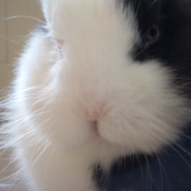 Photo de Lapin