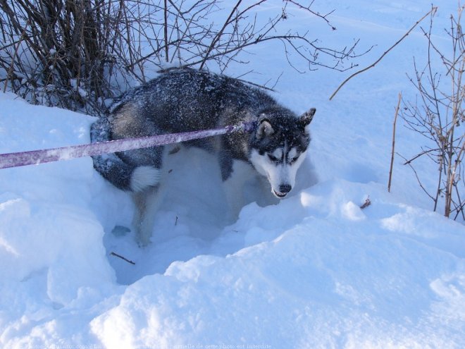 Photo de Husky siberien