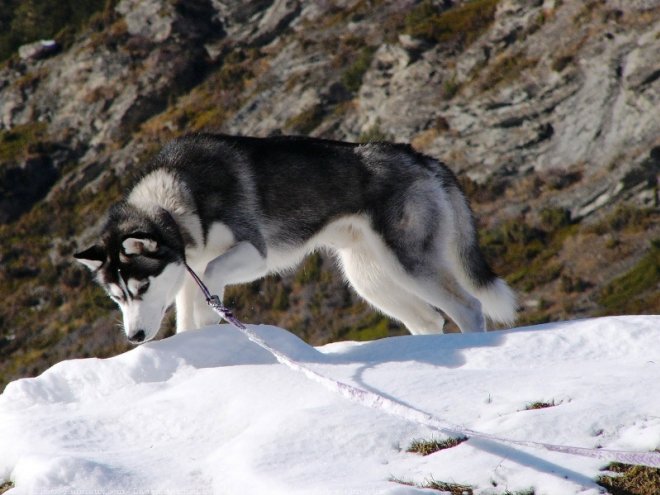 Photo de Husky siberien