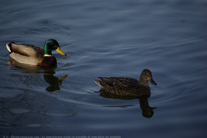 Photo de Canard colvert