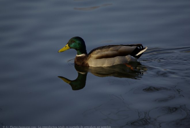 Photo de Canard colvert