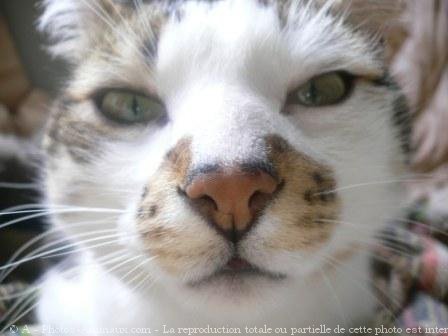 Photo de Chat domestique