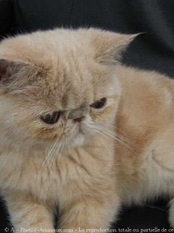 Photo d'Exotic shorthair