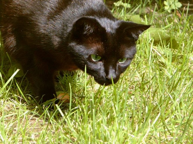 Photo de Chat domestique