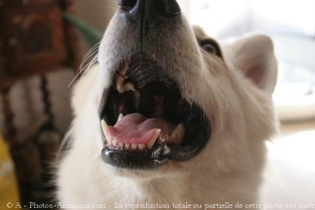 Photo de Berger blanc suisse