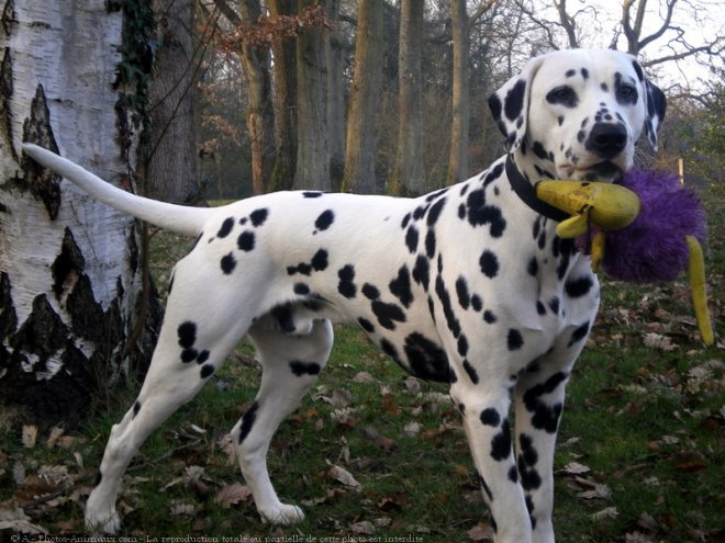 Photo de Dalmatien