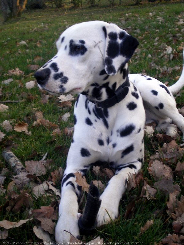 Photo de Dalmatien