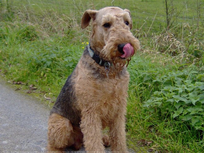 Photo d'Airedale terrier