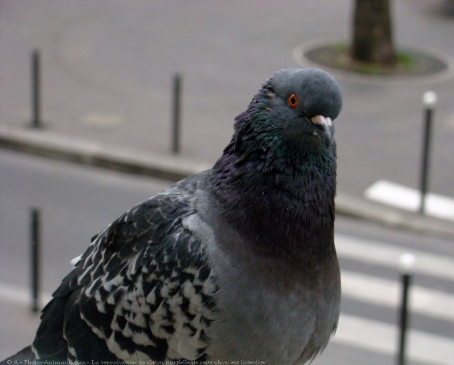 Photo de Pigeon