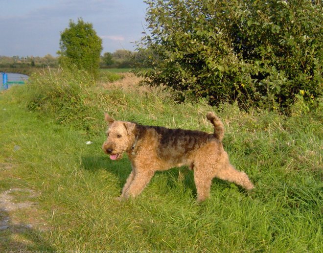 Photo d'Airedale terrier