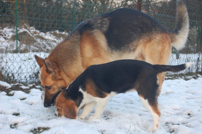 Photo de Berger allemand  poil court