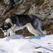 Photo de Husky siberien