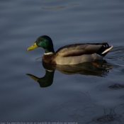 Photo de Canard colvert