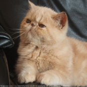 Photo d'Exotic shorthair