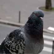 Photo de Pigeon