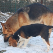 Photo de Berger allemand  poil court