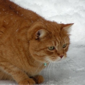 Photo de Chat domestique