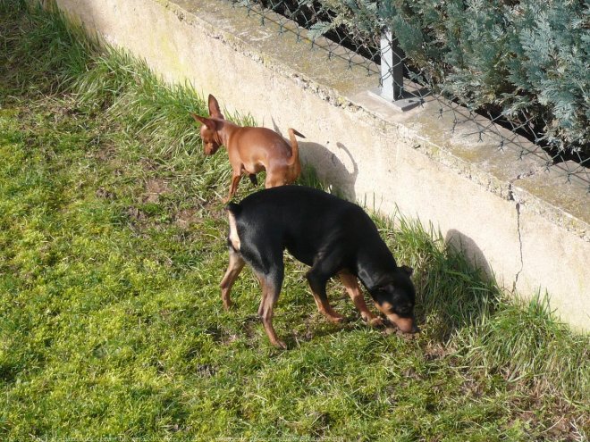 Photo de Pinscher nain