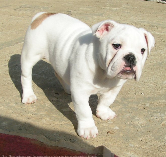 Photo de Bulldog