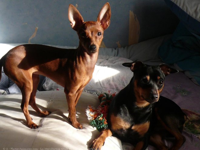 Photo de Pinscher allemand