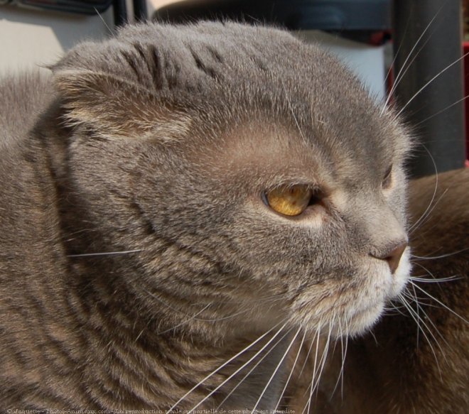 Photo de Scottish fold