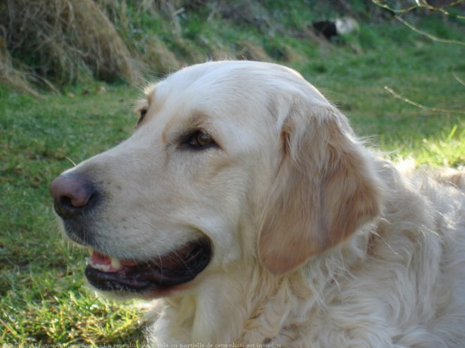 Photo de Golden retriever