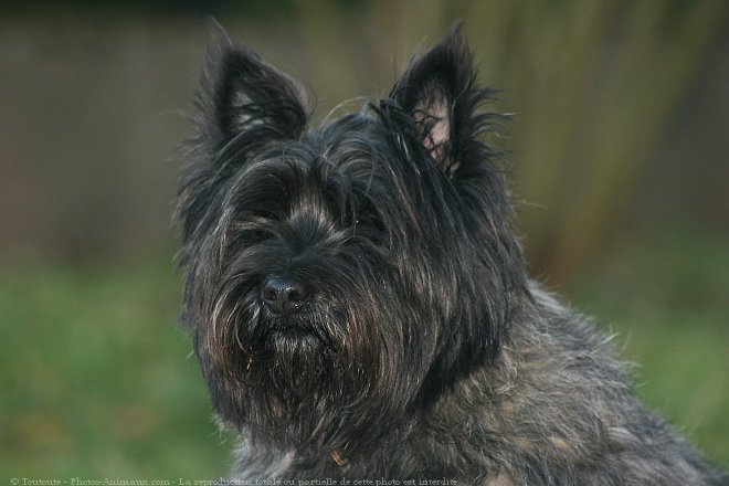 Photo de Cairn terrier