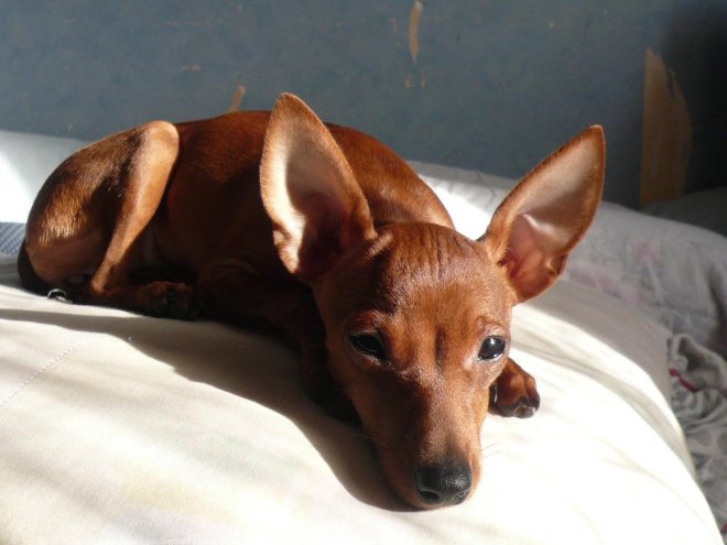 Photo de Pinscher allemand