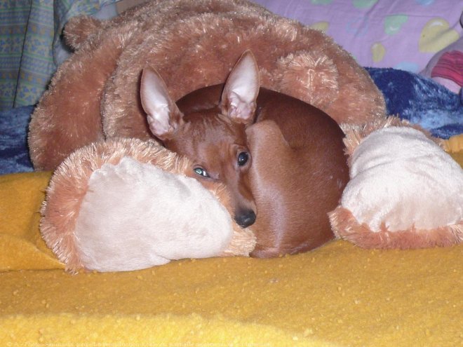 Photo de Pinscher nain