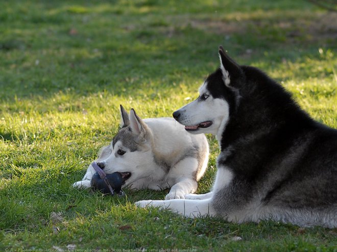 Photo de Husky siberien