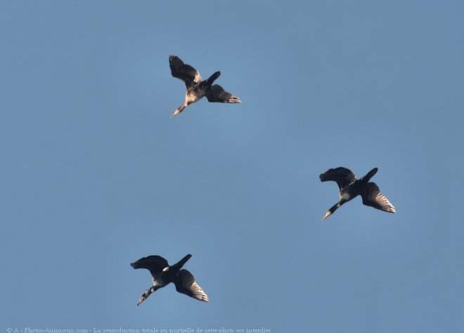 Photo de Cormorans hupps