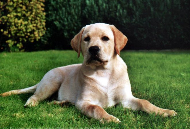 Photo de Labrador retriever