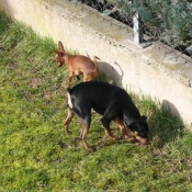 Photo de Pinscher nain