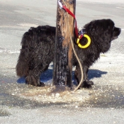 Photo de Chien de terre-neuve