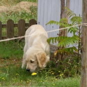 Photo de Golden retriever