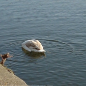 Photo de Cygne