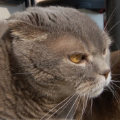 Photo de Scottish fold