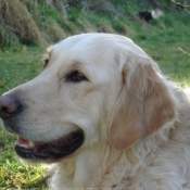 Photo de Golden retriever