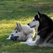 Photo de Husky siberien