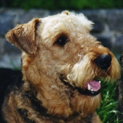 Photo d'Airedale terrier