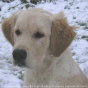 Photo de Golden retriever