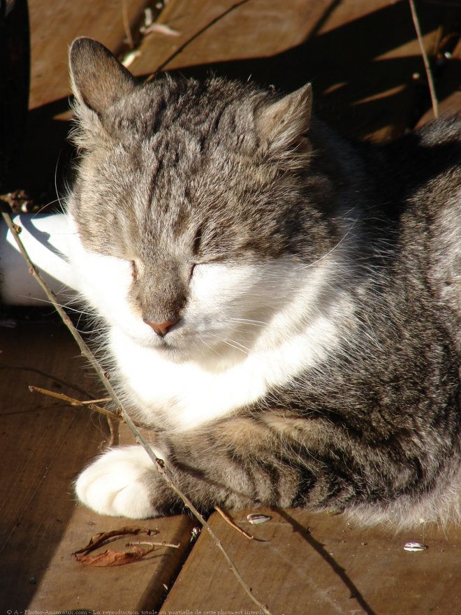 Photo de Chat domestique