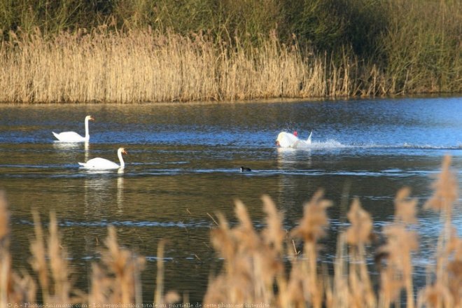 Photo de Cygne