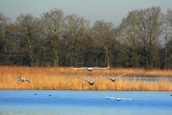 Photo de Cygne