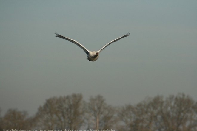 Photo de Cygne